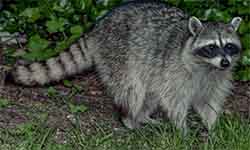 Raccoon