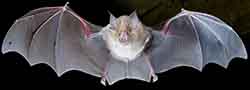 Greater horseshoe bat