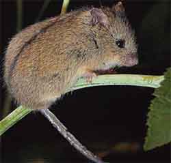 Northern birch mouse