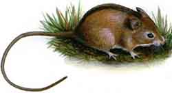 Southern birch mouse (Sicista subtilis)