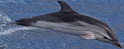 Striped dolphin