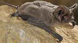 European free-tailed bat